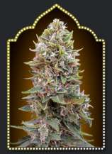 00 Seeds Bank Auto Cheese Berry