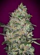 00 Seeds Bank Bubble Gum Fast