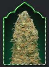 00 Seeds Bank White Widow