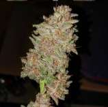 2Buds Genetics Coco Grape