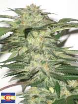 303 Seeds Bio-Diesel