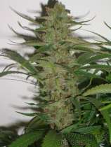 303 Seeds Snow Goddess