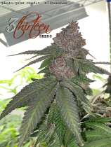 3thirteen Seeds Sin-N-Juice