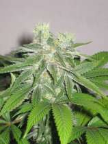 ABC Seeds Green Sensation