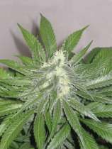 ABC Seeds White Domina