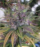 ACE Seeds Oldtimer's Haze