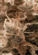 Absolute Cannabis Seeds Rittus Haze