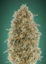 Advanced Seeds Gorilla Blue