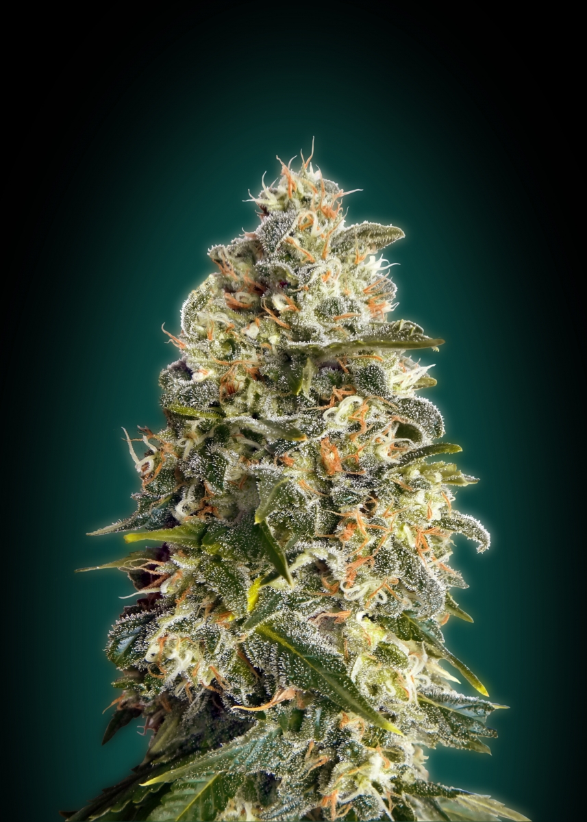 Heavy Bud from Advanced Seeds | strains.io | cannabis marijuana strain info