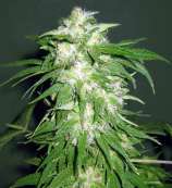 Advanced Seeds Ice Kush