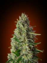 Advanced Seeds Kali 47