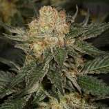 Aficionado Seed Bank Colorado Bubblegum