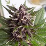 Aficionado Seed Bank Super Purple Grapefruit