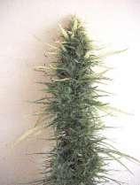 Afropips Seeds Swazi Red