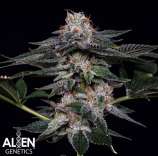 Alien Genetics Hawaiian Ice