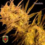 All-in Medicinal Seeds Benedicta