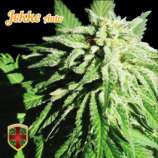 All-in Medicinal Seeds Jekke Auto
