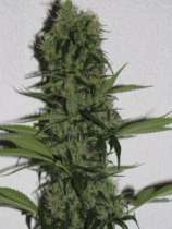 All Star Genetics Zilvermist