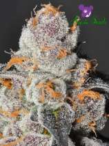 Anesia Seeds Anesia Scout Cookies