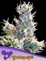 Anesia Seeds Auto Yuhbary