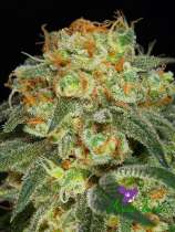 Anesia Seeds California Kush