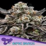 Anesia Seeds Epic Buzz