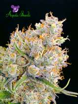 Anesia Seeds Future #1