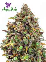 Anesia Seeds Haze Queen