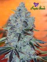 Anesia Seeds Mob Boss