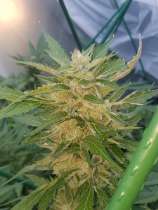 Anomaly Seeds Goober Auto