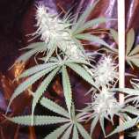 Antenna Seeds Antenna Super Colombian Purple Haze