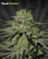 Auto Seeds Kush Doctor