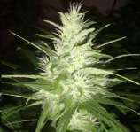 B.I.G. Seeds Big Amnesia