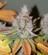 B.O.G. Seeds Sour Dubble