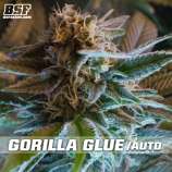 BSF Seeds Gorilla Glue Auto