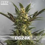 BSF Seeds OG 24K