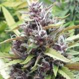 Baked Beans Cannabis Seeds Midnight Sun Kush