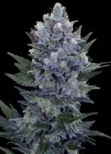 Baked Beans Cannabis Seeds Northern Lights Automatic