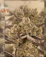 Beleaf Cannabis Tricho Jordan