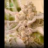 Beleaf Cannabis Truffle Treats