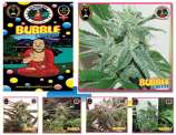 Big Buddha Seeds Bubble Cheese