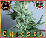 Big Buddha Seeds Chiesel