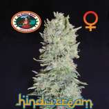 Big Buddha Seeds Hindu Cream