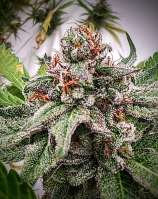 Big Dog Exotic Cannabis Seeds Lemon Banana Truffles