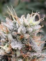 Big Dog Exotic Cannabis Seeds Sugar Queen