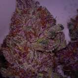 Bigworm Genetics Purple Crystal Dojo