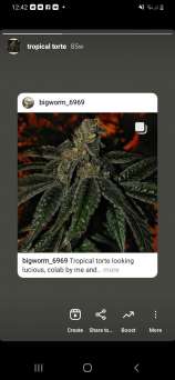 Bigworm Genetics Tropical Torte