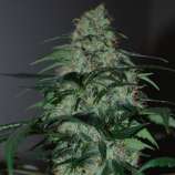 Black Skull Seeds Five-o