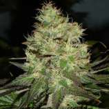 Black Skull Seeds Jack Herer