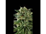 Blim Burn Seeds Critical Automatic